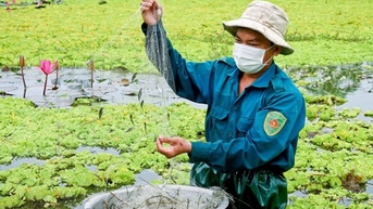 Nuôi cá bã trầu chung ao với ốc bươu đen, trai Cần Thơ biến "đồ nhà nghèo" thành con đặc sản