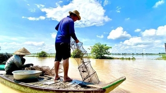 Cá linh non, sản vật mùa nước nổi miền Tây đã về, nước lũ tràn đồng vùng đầu nguồn An Giang