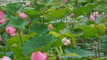 Hoa sen rực nở, thơm ngát trên quê hương Bác Hồ