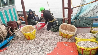 Ngư dân Quảng Bình trúng đậm luồng cá cơm, thu trăm triệu sau 1 đêm