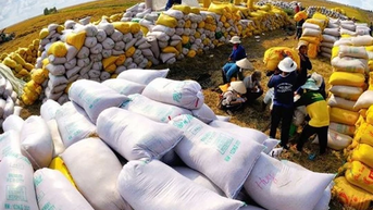 Doanh nghiệp ứng phó với biến động thị trường xuất khẩu gạo