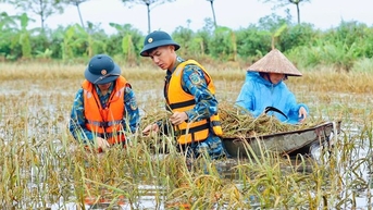 Chiến sỹ Trung đoàn tên lửa ngâm mình gặt lúa giúp dân vùng rốn lũ Chương Mỹ