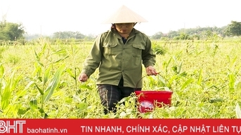 Nông dân Đức Thọ vào mùa thu hoạch đậu hè thu