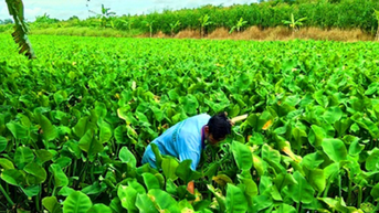 Cù nèo, rau dại, rau mọc hoang chữa nam giới di tinh, xưa cho heo ăn, nay trồng làm giàu ở Hậu Giang