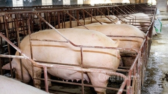 Giá heo hơi có vượt đỉnh lịch sử 20 năm?