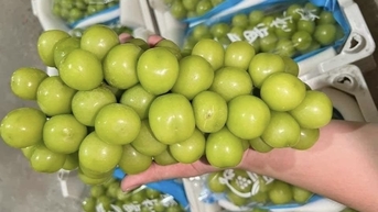Ông Nguyễn Quang Hiếu thông tin về việc nho sữa Trung Quốc có dư lượng thuốc sâu vượt ngưỡng cho phép