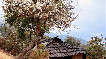 អ្នកទេសចរតាមប្រមាញ់ផ្កា hawthorn ញ៉ាំអាហារពេលល្ងាច "ត្រជាក់" នៅក្រោមដើមឈើអាយុមួយរយឆ្នាំ