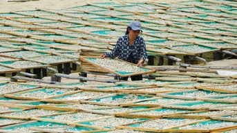 Dân Phú Quốc đỏ lửa làm tôm khô, cá khô bán Tết