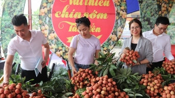 Đã tiêu thụ được hơn 20 nghìn tấn vải thiều
