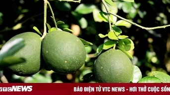 Bà Rịa - Vũng Tàu đẩy mạnh xây dựng mã số vùng trồng, truy xuất nguồn gốc