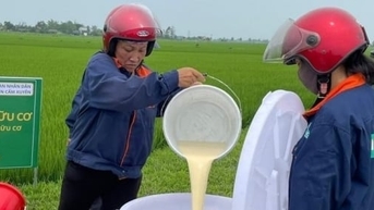 Cho lúa 'ăn' trứng gà, sữa tươi