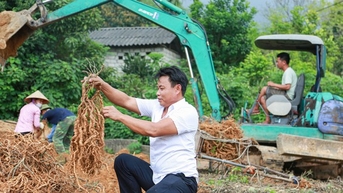 Vùng núi cao nhất tỉnh Vĩnh Phúc, dân trồng ba kích, đào bật lên củ loằng loằng tráng dương bổ khí