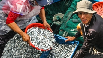 Ngư dân Bình Định trúng đậm lộc biển, thu 225 tấn ruốc, cá cơm sau 3 ngày