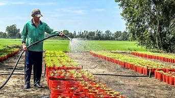 Chi phí tăng, nông dân miền Tây trồng hoa Tết lo lắng