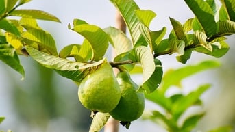 Lá ổi có lợi gì cho sức khỏe?