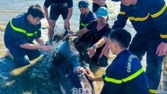 퀴논해에 떠밀려온 부상당한 향유고래 구조 성공