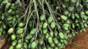 Cau tươi chính là loại quả hot nhất ở Thừa Thiên Huế, giá cau cao chót vót, một huyện thu 100 tỷ