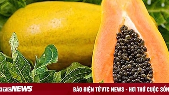 Tác dụng phòng chống bệnh ung thư của quả và lá đu đủ