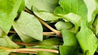 Bác sĩ chia sẻ lợi ích rau diếp cá giúp đẹp da, thanh nhiệt
