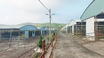 Sau tái cơ cấu, dự án chăn nuôi bò nghìn tỉ ở Hà Tĩnh vẫn bết bát