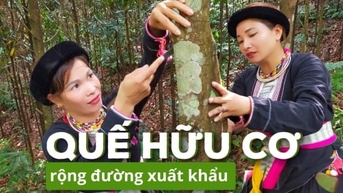 Hợp tác xã có 1.000ha quế hữu cơ