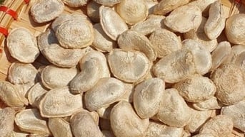 Cảnh báo ngộ độc khi sử dụng bột hạt sang chữa bệnh dạ dày, đại tràng