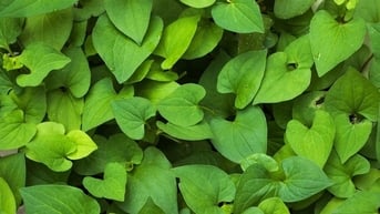 Rau diếp cá giúp làm đẹp da, ngừa bệnh trĩ