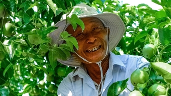 Nông dân, doanh nghiệp hào hứng trước cơ hội đưa chanh leo vào Mỹ