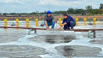 Huấn luyện các chủ vuông tôm miền Tây thành người nuôi tôm chuyên nghiệp