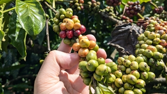 Giá cà phê tăng kỷ lục, đóng góp 80% giá trị xuất khẩu của Gia Lai