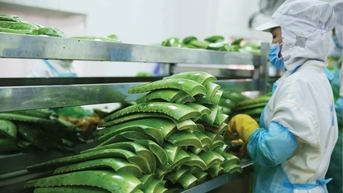 Aloe 'King' គ្រោងនឹងចំណេញទ្វេដង