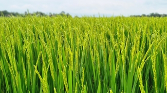 Đã có giống lúa gạo có chỉ số đường huyết cực thấp