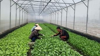 Vườn rau hữu cơ đầu tiên ở Hải Phòng '5 không'