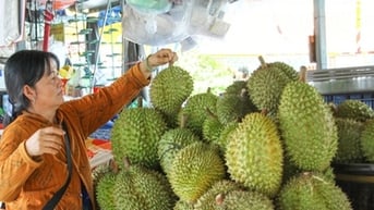Ở Vĩnh Long giá mua sầu riêng cao chưa từng thấy, có nhà trồng 5 công lãi hẳn 1,5 tỷ ngon ơ