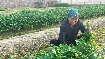 Trồng những thứ rau tỏa mùi thơm dễ chịu, lại toàn là thuốc chữa bệnh, mỗi vụ nông dân Hải Dương thu 10 triệu/sào