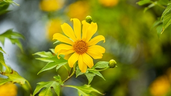 Mùa hoa dã quỳ như nắng sáng bừng núi rừng Ba Vì