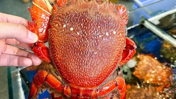 ជិត​២​លាន​ដុង​សម្រាប់​ក្តាម​ក្រហម