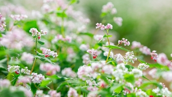 Chiêm ngưỡng vẻ đẹp hoa tam giác mạch, dã quỳ vàng nở rộ giữa lòng Thủ đô