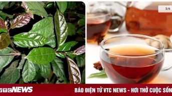 Uống lá xạ đen tươi hay khô mới tốt?