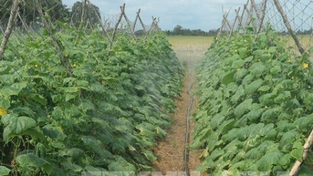 Khốc liệt hạn mặn miền Tây, ở Sóc Trăng, tưới nước ngọt kiểu gì mà ruộng dưa leo vẫn xanh tốt?