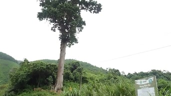 Đây là cây lim xanh gần 1.000 năm tuổi còn sót lại của rừng già Thanh Hóa, cây cổ thụ cao hơn 50m