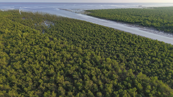 ព្រៃកោងកាងដ៏ស្រស់ស្អាតនៅឆ្នេរ Thai Thuy, Thai Binh