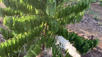 Chủ động ứng phó với thiếu nước tưới