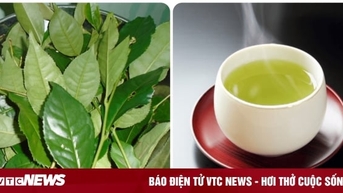 Uống nước chè xanh mỗi ngày có tác dụng gì?