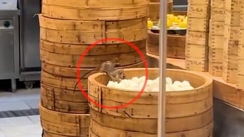 Chuột thản nhiên 'dạo chơi' trong bếp nhà hàng dimsum được Michelin gợi ý