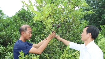 Trồng chanh bông tím ở Bình Phước kiểu gì mà trái quanh năm, hái liên tục, hễ bán là hết veo?