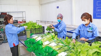 Chủ động phát triển vùng nguyên liệu cho sản phẩm OCOP