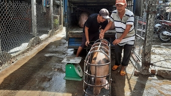 Heo nuôi đang có giá bán tốt ở Phú Yên, sao ngành chức năng khuyến cáo chưa nên tái đàn?