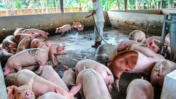 Sẵn sàng cho Tết Nguyên đán an toàn, chất lượng