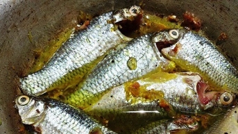 Cá lúi ở Bình Định là loài cá gì, sống ở đâu mà hễ đem kho rau răm, nhà giàu, đại gia cũng đòi ăn?